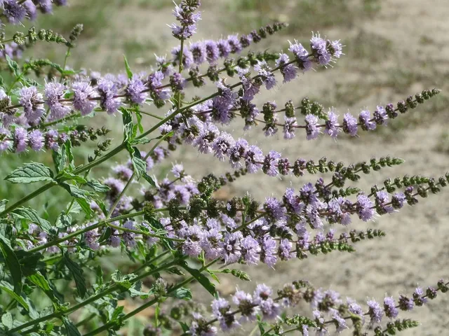 Load image into Gallery viewer, FULL COVER Ikea Highchair Placemat | Mint
