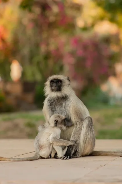 Load image into Gallery viewer, baby feeding bowls
